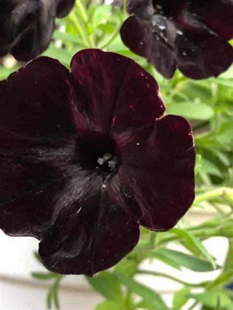 27 Black Flowers: Exploring Nature's Dark Elegance.